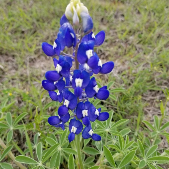 Meet your Posher, Janice - Picture 1 of 1